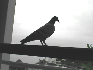 沖縄の鳩